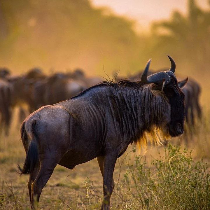 Tarangire National Park