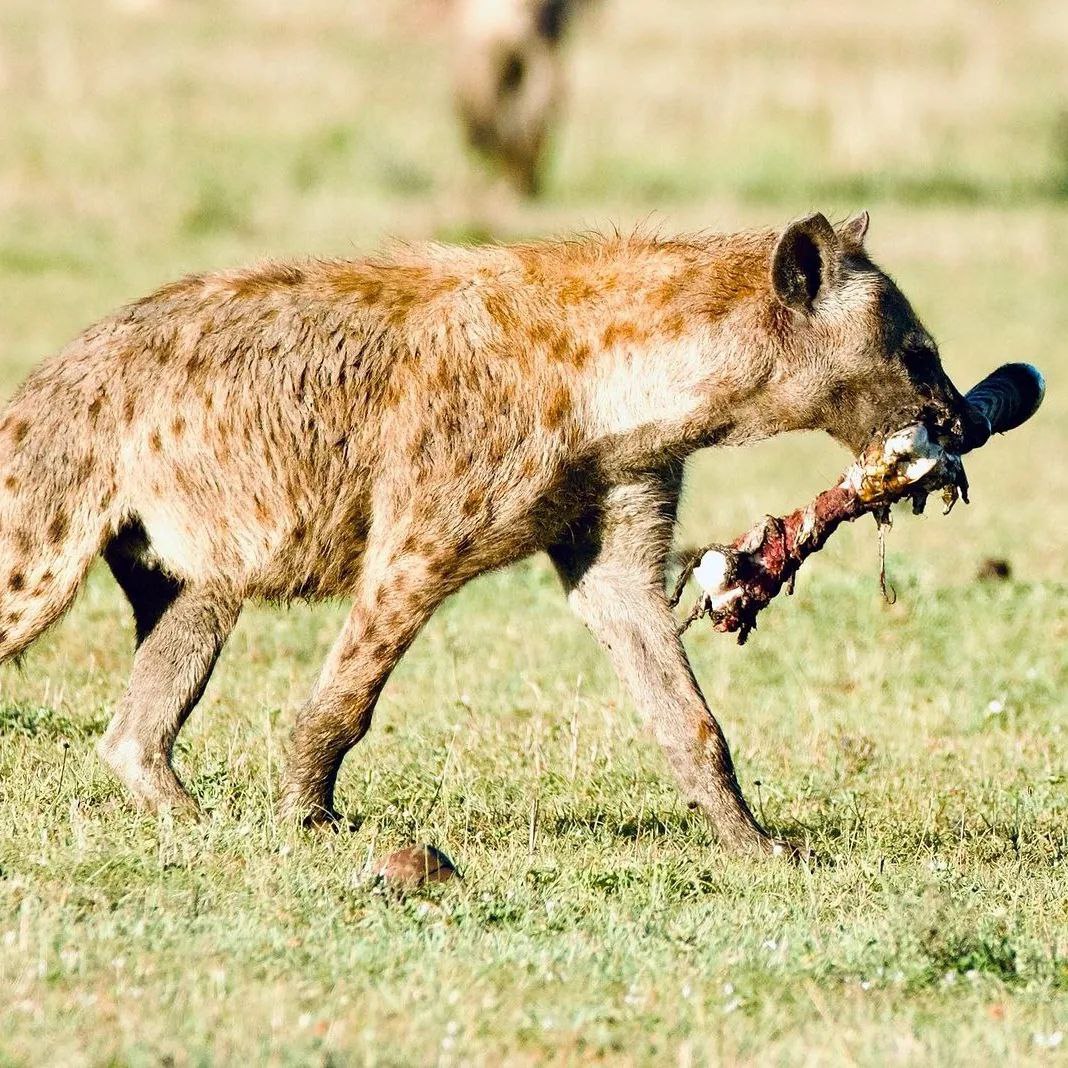 Tanzania Safaris