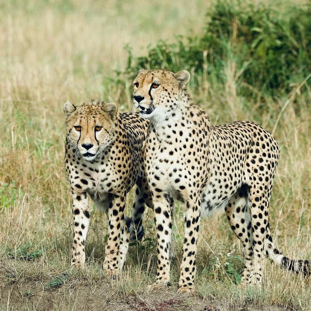 Ngorongoro
