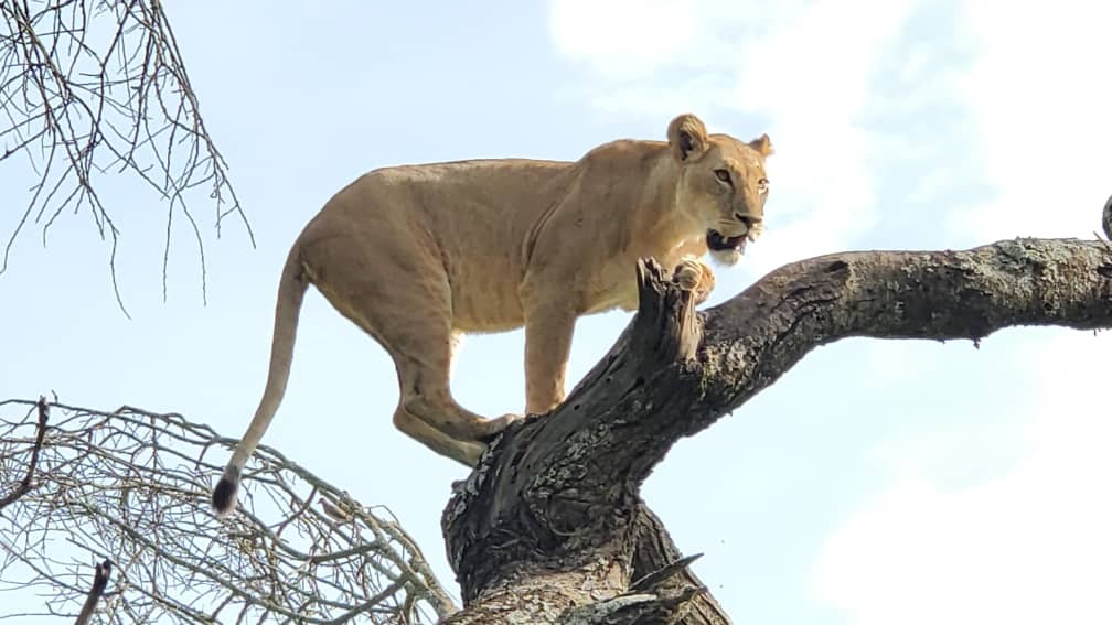 Ruaha National Park