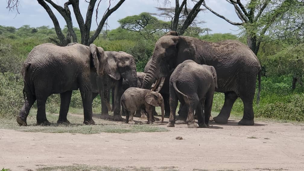 Ruaha National Park
